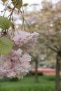 Japanese Sakura, Prunus cherry tree blossom, Keukenhof